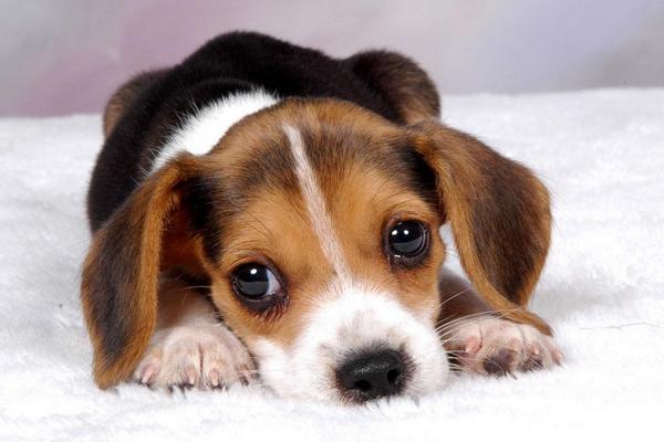 适合女生养的宠物狗品种有哪些?