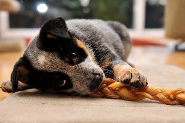 适合女生养的宠物狗品种有哪些?