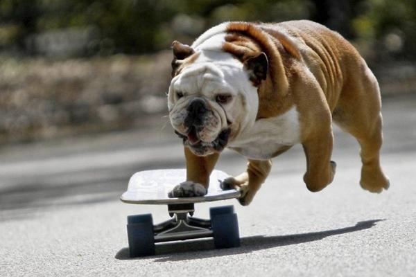 适合女生养的宠物狗品种有哪些?