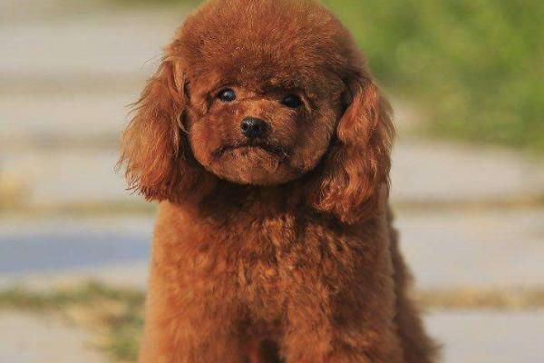 茶杯犬寿命有多长?