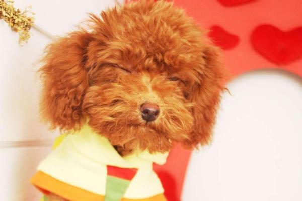 茶杯犬寿命有多长?