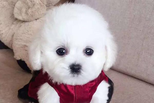 茶杯犬寿命有多长?