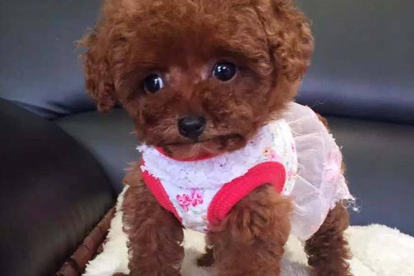 茶杯犬寿命有多长?