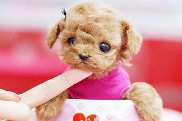 茶杯犬寿命有多长?