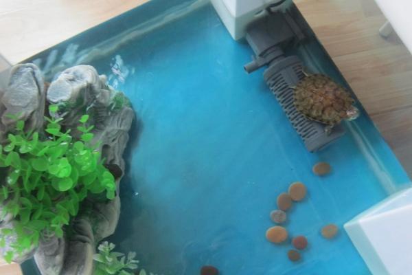 风水学上家里养乌龟好吗?养乌龟有什么禁忌?