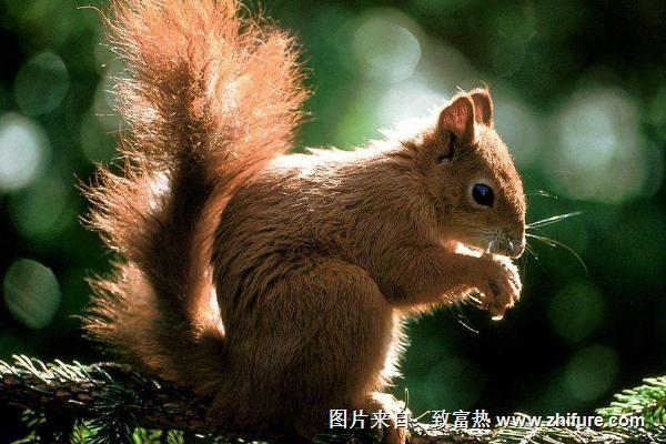 松鼠吃什么食物?