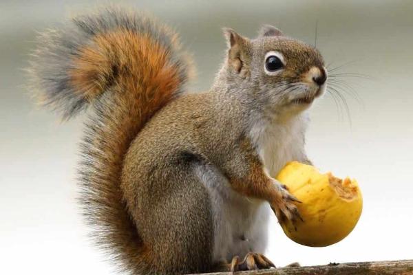 松鼠吃什么食物?