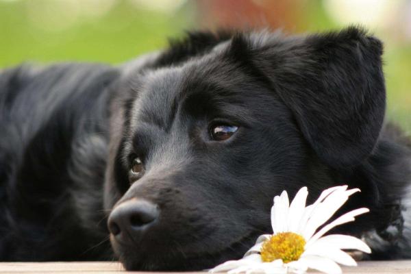 宠物狗得了细小怎么办?