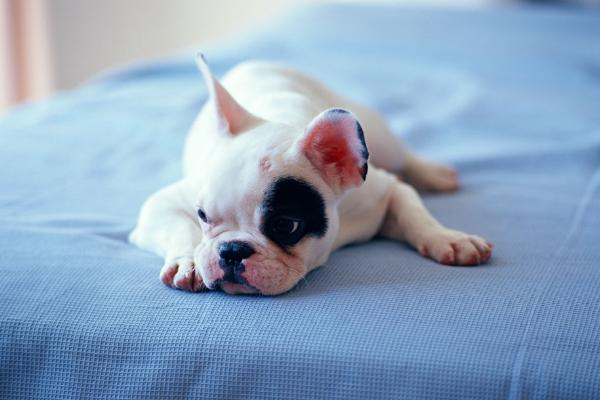 宠物狗得了细小怎么办?