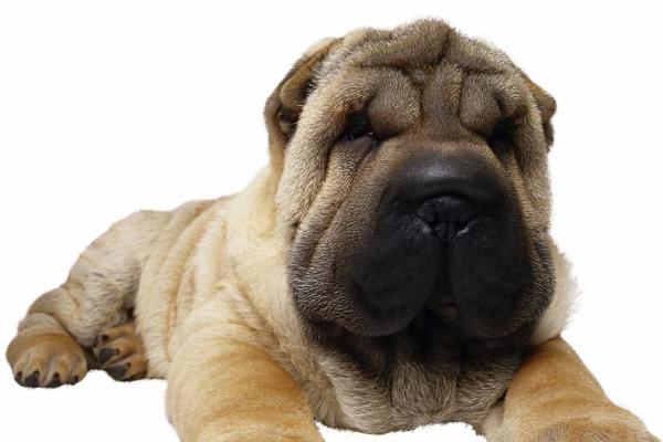 宠物狗得了细小怎么办?