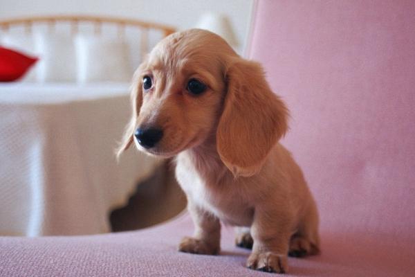 宠物狗得了细小怎么办?