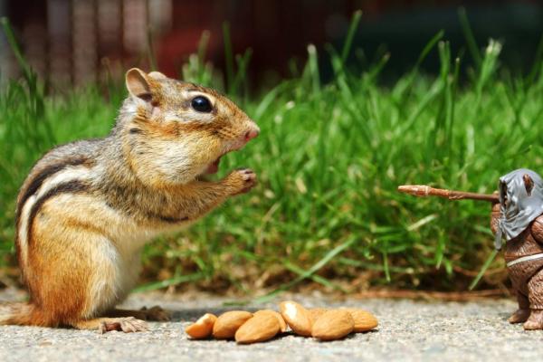 松鼠吃什么食物?