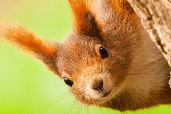 松鼠吃什么食物?