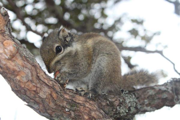 松鼠吃什么食物?