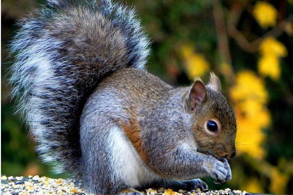 松鼠吃什么食物?