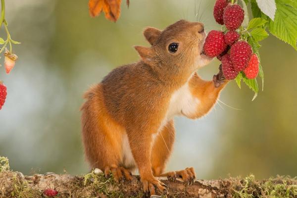 松鼠吃什么食物?
