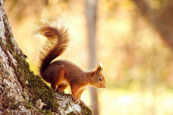 松鼠吃什么食物?
