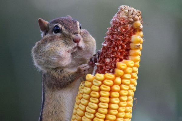 松鼠价格多少钱一只?