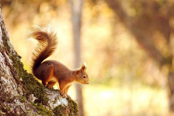 松鼠价格多少钱一只?