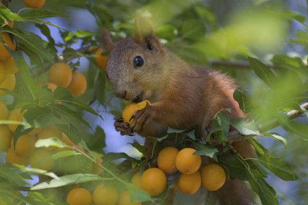 松鼠价格多少钱一只?