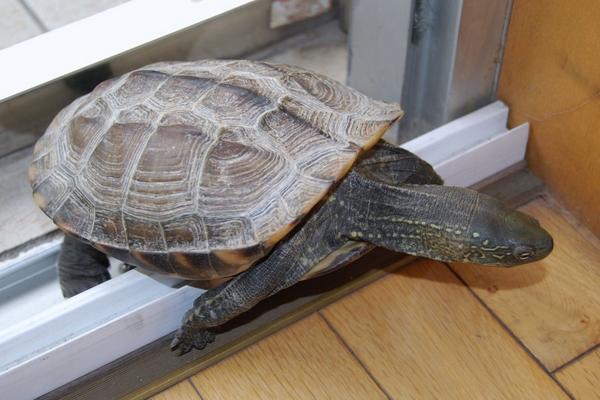 风水学上家里养乌龟好吗?养乌龟有什么禁忌?