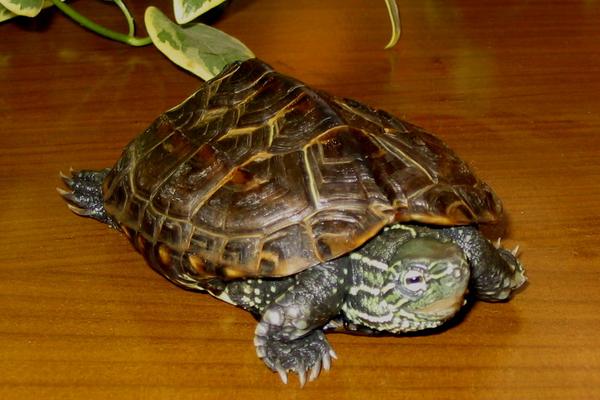 风水学上家里养乌龟好吗?养乌龟有什么禁忌?