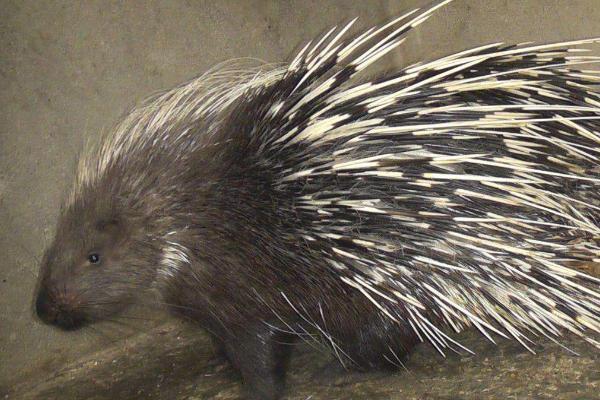 豪猪种苗价格多少钱一只?