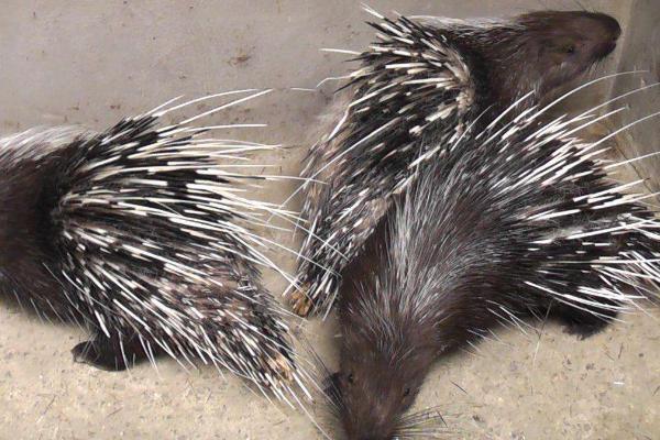 豪猪种苗价格多少钱一只?