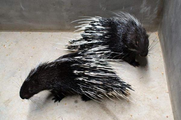 豪猪种苗价格多少钱一只?