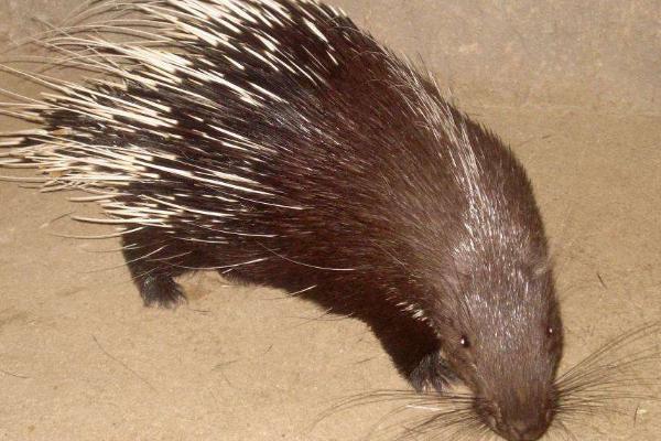 豪猪种苗价格多少钱一只?