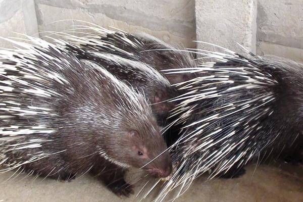 豪猪种苗价格多少钱一只?