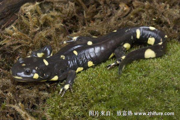 蝾螈是娃娃鱼吗?