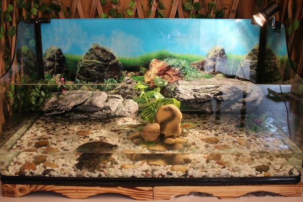 风水学上家里养乌龟好吗?养乌龟有什么禁忌?