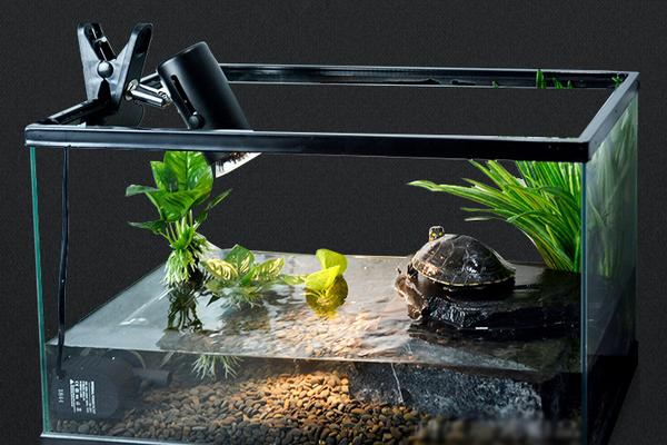 风水学上家里养乌龟好吗?养乌龟有什么禁忌?