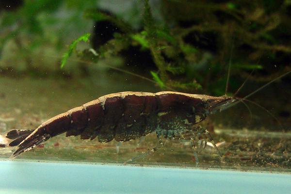 观赏虾有哪些品种和类别?