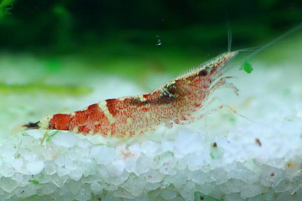 观赏虾有哪些品种和类别?