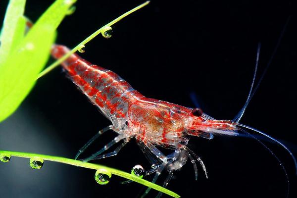 观赏虾有哪些品种和类别?