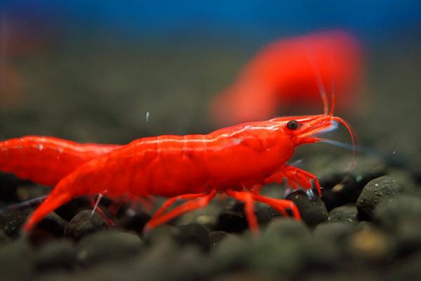 观赏虾有哪些品种和类别?