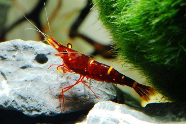 观赏虾有哪些品种和类别?