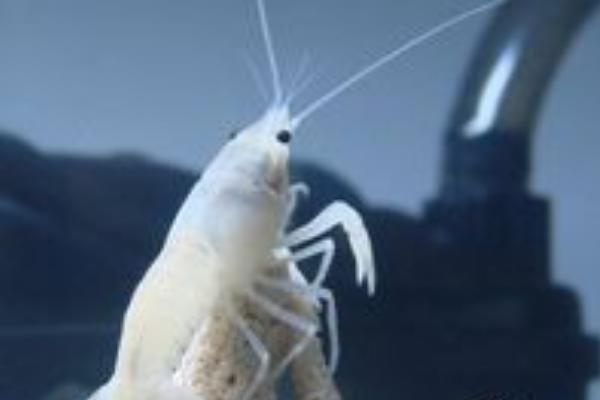 观赏虾有哪些品种和类别?