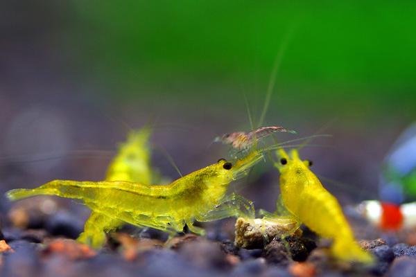 观赏虾有哪些品种和类别?