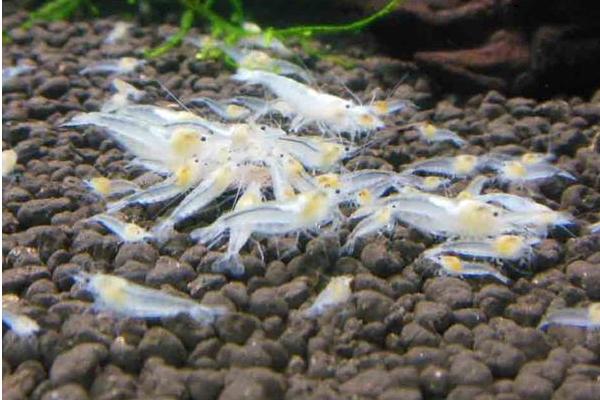 观赏虾有哪些品种和类别?