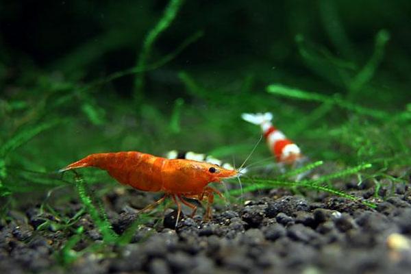 观赏虾有哪些品种和类别?