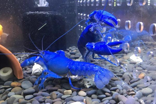 观赏虾有哪些品种和类别?