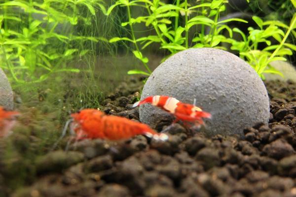 观赏虾有哪些品种和类别?