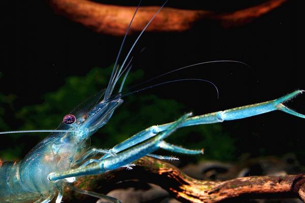 观赏虾有哪些品种和类别?