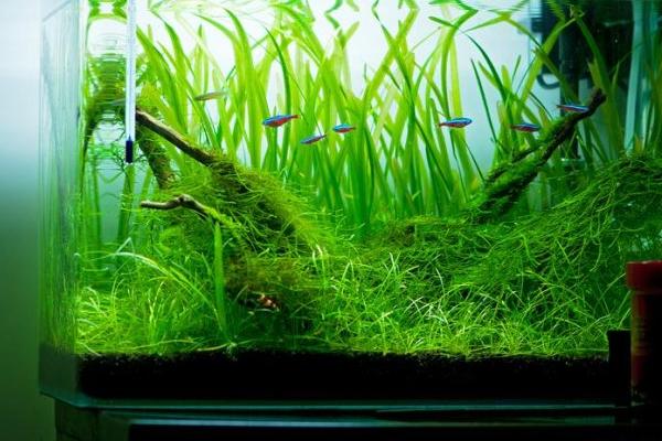 观赏虾有哪些品种和类别?