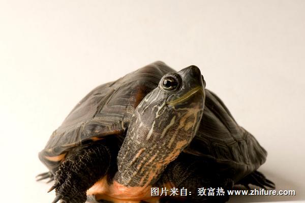 黑颈乌龟价格多少钱一只?