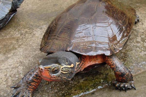 黑颈乌龟价格多少钱一只？