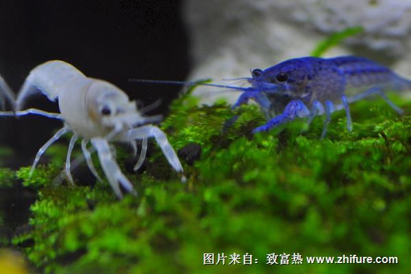 观赏虾好养吗?